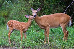 Fawn and Doe