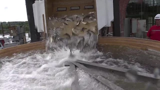 fish being loaded into tank