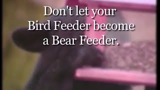 bear eating from bird feeder