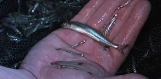 smelt in a hand