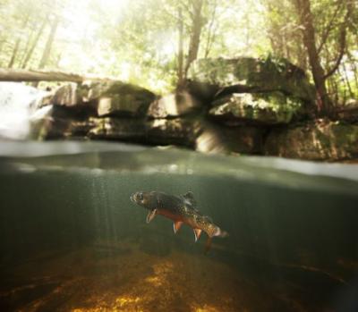 Brook trout under water