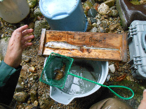 brook trout measurement 