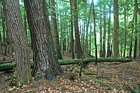 Hemlock Pines Habitat