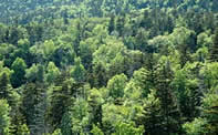 Lowland spruce habitat