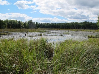 Marsh and Shrub Habitat