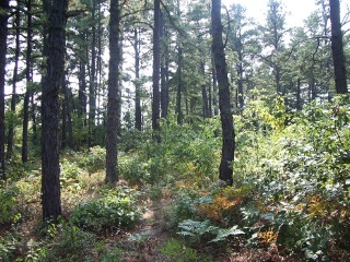 Pine Barrens Habitat
