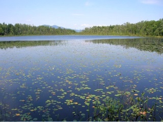 Warm water Lake habitat