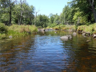 Warm water stream habitat