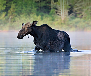 Moose taking a swim