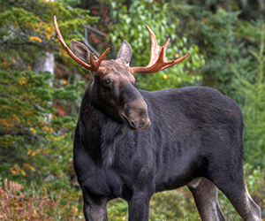 Moose in Fall