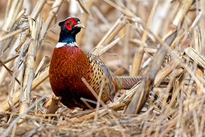 Pheasant sitting in a field