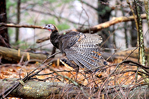 turkey in the woods