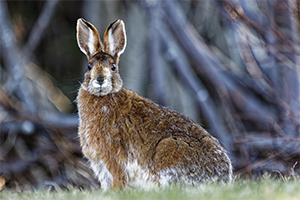 Showshoe Hare in the Woods