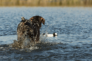 Hunting dog retrieving duck