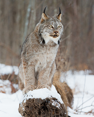 Lynx in the woods