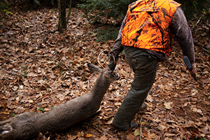 Hunter removing Deer from the woods