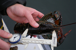 Measuring a lobster
