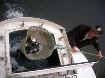 USFW stock river herring