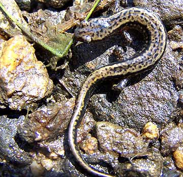Northern two-lined salamander