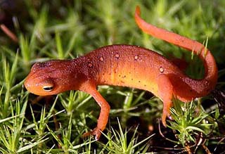 Eastern/red-spotted newt