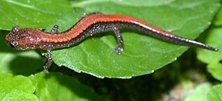 Northern redback salamander