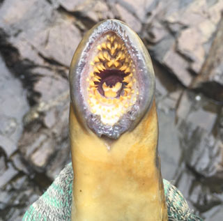 Sea Lamprey Teeth