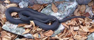 Black racer snake