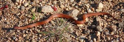 Northern red-bellied snake
