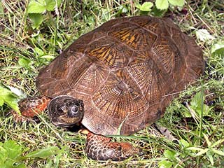 Wood turtle