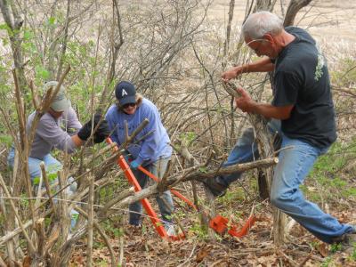 Volunteers removing invasive plants