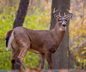 white-tailed deer in the woods