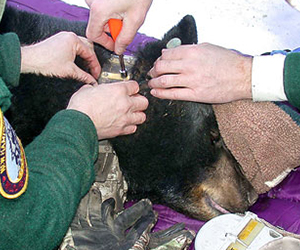Collaring a black bear