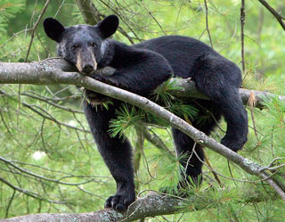 bear in tree