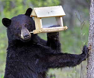 bear with bird feeder