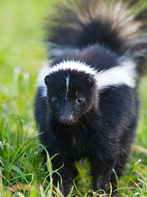 Skunk in the grass