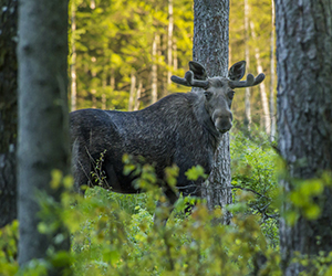 moose in woods