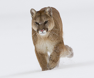 Mountain lion in the snow