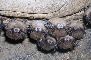 Bats with white-nose syndrome